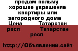 продам пальму, хорошее украшение квартиры или загородного дома  › Цена ­ 13 - Татарстан респ.  »    . Татарстан респ.